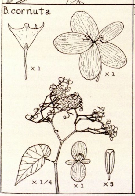 B. cornuta